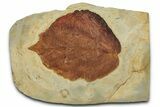 Colorful Fossil Leaf (Beringiaphyllum) - Montana #351963-1